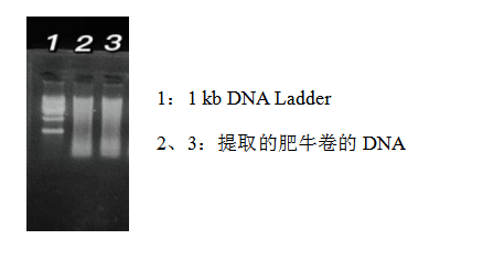 simgen-動(dòng)物組織DNA試劑盒-雞源性DNA熒光PCR檢測試劑盒-鴨源性DNA熒光PCR檢測試劑盒-豬源性DNA熒光PCR檢測試劑盒-Sim-100超微量分光光度計(jì)-電泳圖