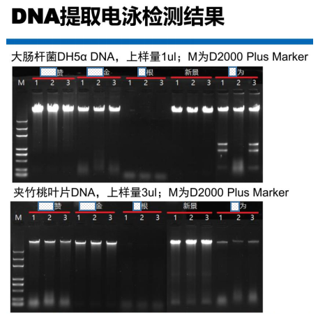 快速通用型基因組DNA提取試劑盒-DNA提取電泳檢測(cè)結(jié)果